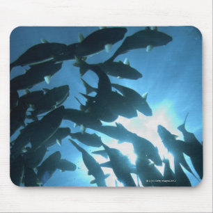 Mousepad Equador, arquipélago de Galápagos, ilha do lobo,