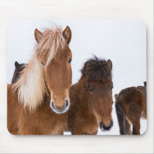 Mousepad Equídeos Cutâneos Islandeses Juntos