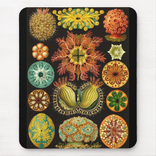 Mousepad Ernst Haeckel - Ascidiae (Frente)