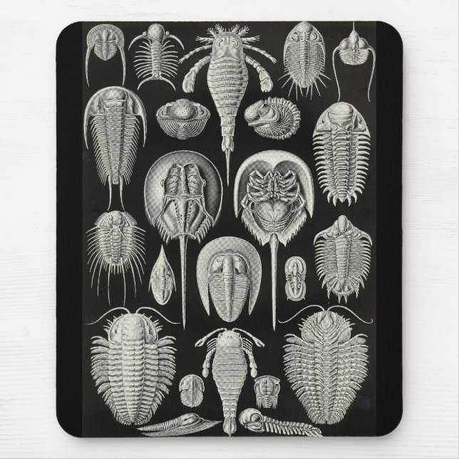 Mousepad Ernst Haeckel - Aspidonia (Frente)