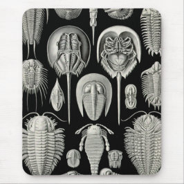 Mousepad Ernst Haeckel Aspidonia