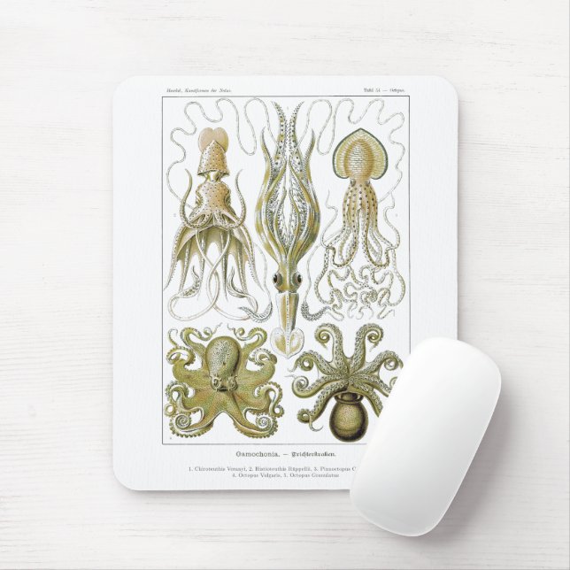 Mousepad Ernst Haeckel Gamochonia Octopus & Squid (Com mouse)