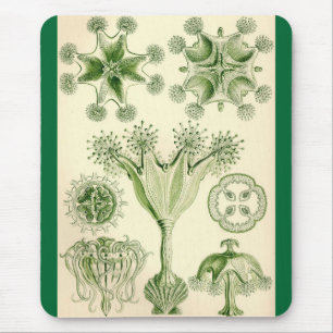 Mousepad Ernst Haeckel - medusa de Stauromedusae