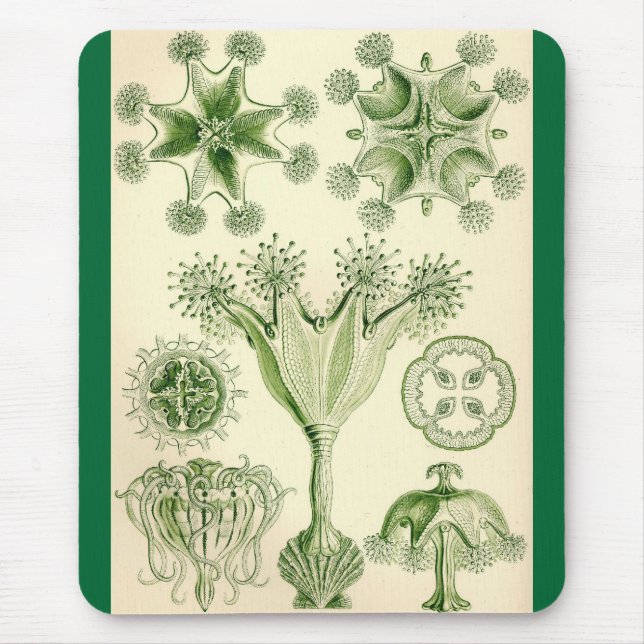 Mousepad Ernst Haeckel - medusa de Stauromedusae (Frente)