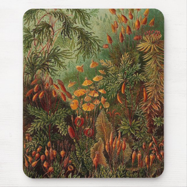 Mousepad Ernst Haeckel Muscinae ilustração da safra (Frente)