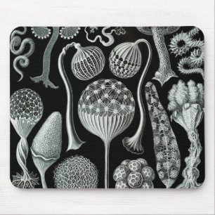 Mousepad Ernst Haeckel Naturalista