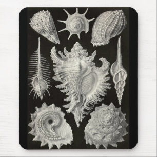 Mousepad Ernst Haeckel - Prosobranchia