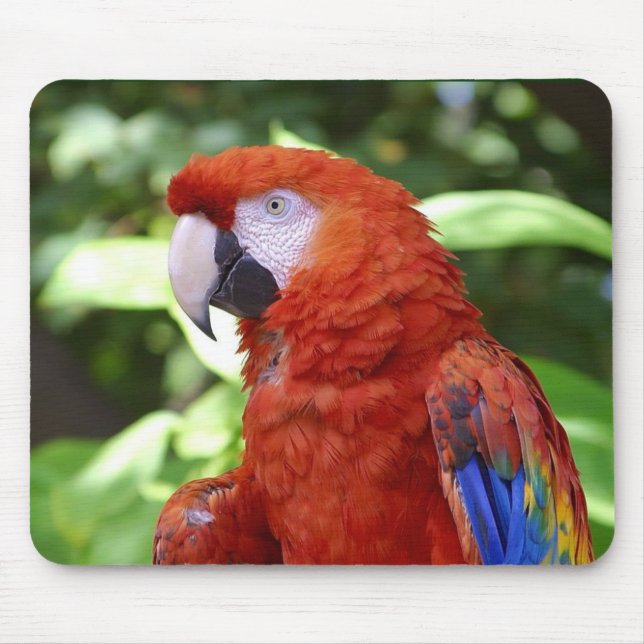 Mousepad Escarlate do Macaw (Frente)
