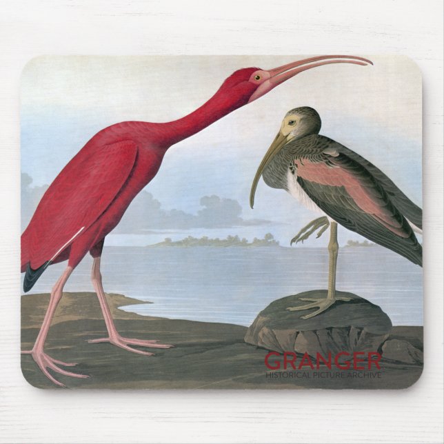 Mousepad Escarlate do tapete do rato dos íbis de Audubon (Frente)