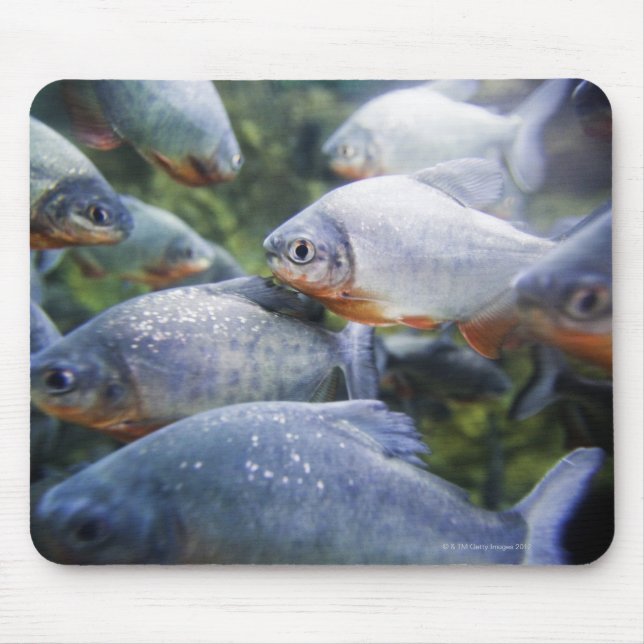 Mousepad Escola das Piranhas (Pygocentrus nattereri) (Frente)