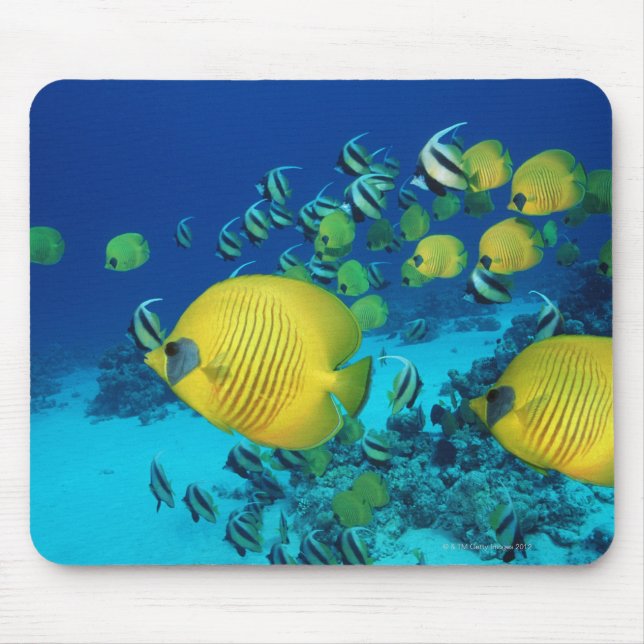 Mousepad Escola de Peixe-Borboleta Nadando no fundo do mar (Frente)