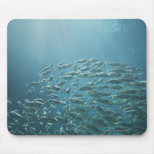 Mousepad Escola de peixes, Nassau, Bahamas (Frente)
