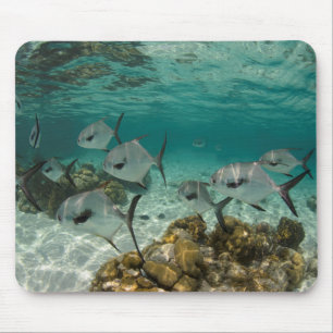 Mousepad Escola de Peixes Permitidos