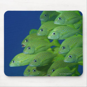 Mousepad Escola do francês bluestriped e dos grunhidos do