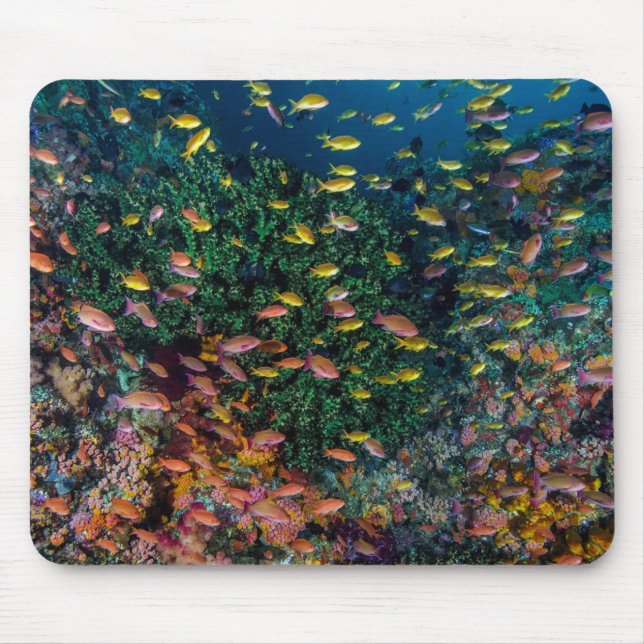 Mousepad Escolas de Natação de peixe em recife (Frente)