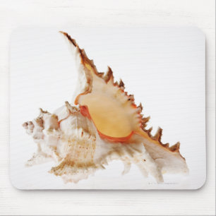Mousepad Escudo do Murex de Ramose (ramosus de Chicoreus)