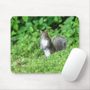 Mousepad Esquilo