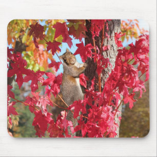 Mousepad Esquilo bonito