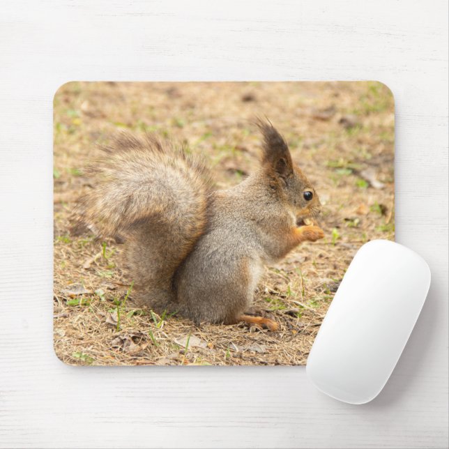 Mousepad Esquilo bonito come uma foto de noz (Com mouse)