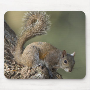 Mousepad Esquilo-cinzento-oriental, ou esquilo-cinzento