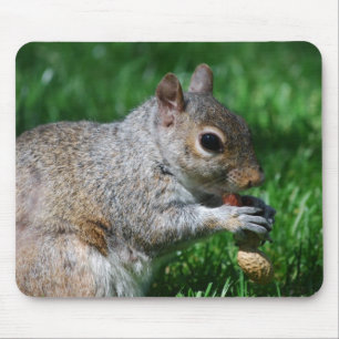 Mousepad Esquilo com tapete do rato da porca