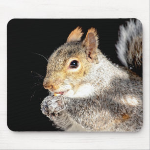Mousepad Esquilo comendo noz