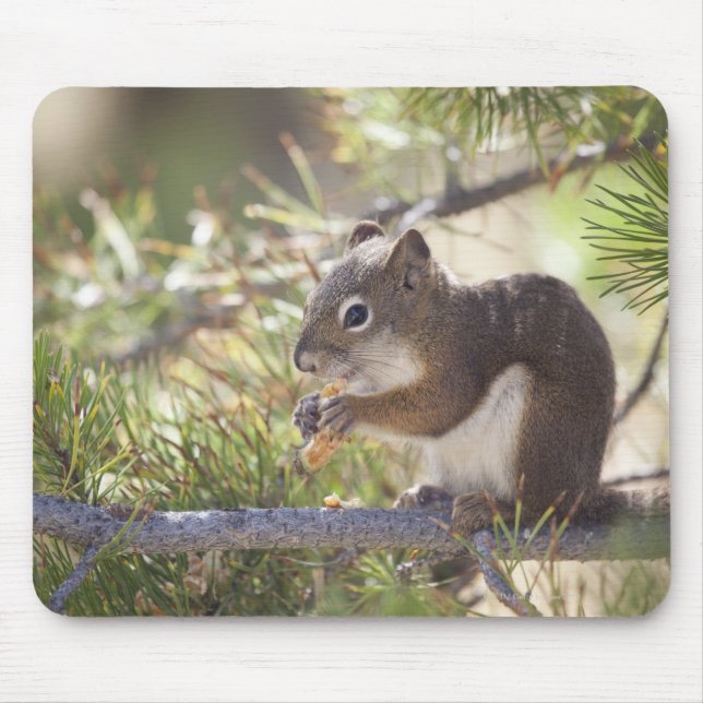Mousepad Esquilo comendo pinho 2 (Frente)