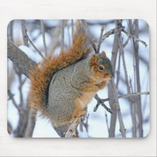 Mousepad Esquilo de inverno