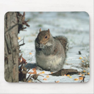 Mousepad Esquilo de inverno
