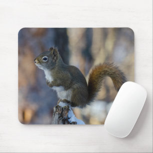Mousepad Esquilo de inverno, Animal marrom, fotografia cana