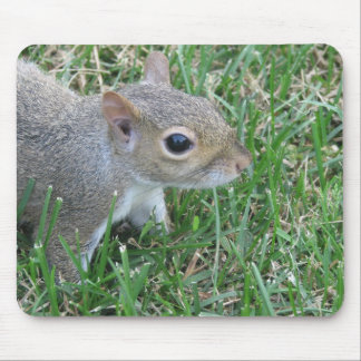 Mousepad Esquilo Mousepad, caracterizando o "Clicker "