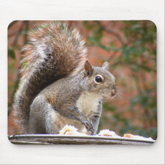 Mousepad Esquilo no alimentador