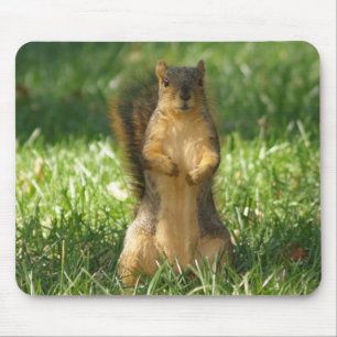 Mousepad Esquilo No Pad Do Rato De Foto De Grama
