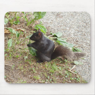 Mousepad Esquilo Preto