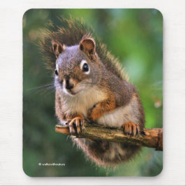 Mousepad Esquilo Vermelho de Saucy na Árvore Fir