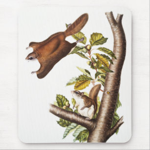 Mousepad Esquilo Voador de Oregon (Pteromys Origonensis)