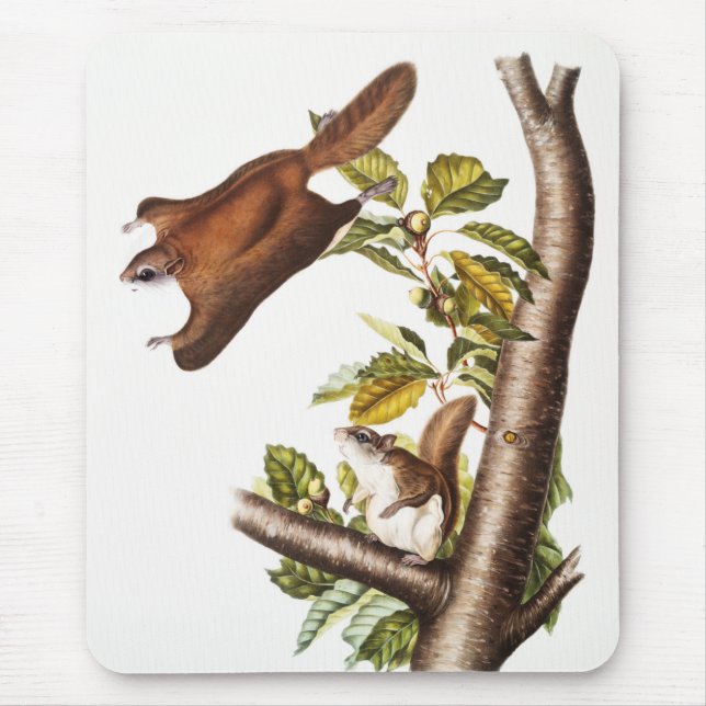 Mousepad Esquilo Voador de Oregon (Pteromys Origonensis) (Frente)