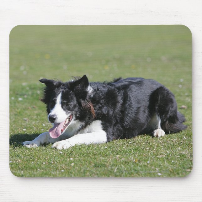 Mousepad Estabelecimento de border collie (Frente)