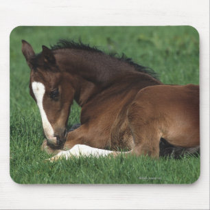 Mousepad Estabelecimento do potro de Warmblood