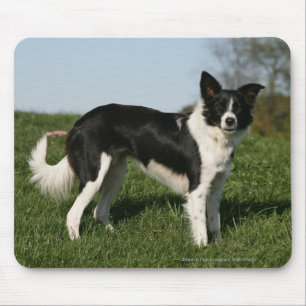 Mousepad Estar de border collie