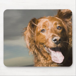 Mousepad Este cão é retriever. dourado da parte