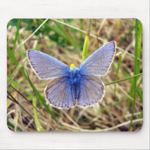 Mousepad Esteira azul comum do rato da borboleta
