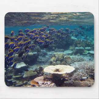 Mousepad Esteira do rato - peixe do cirurgião do azul de pó