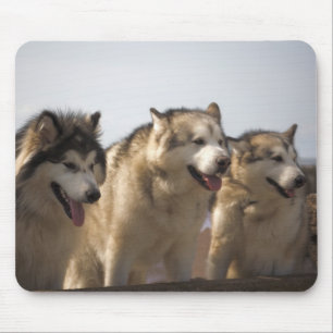 Mousepad Esteiras do rato dos Malamutes do Alasca