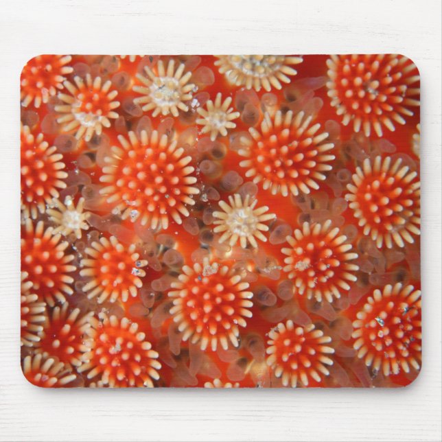 Mousepad Estrela de mar macro (Frente)