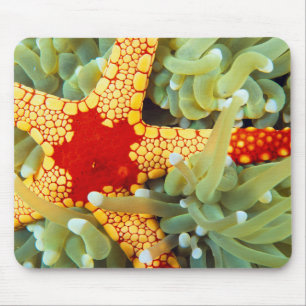 Mousepad Estrela-do-mar Amarela e Vermelha