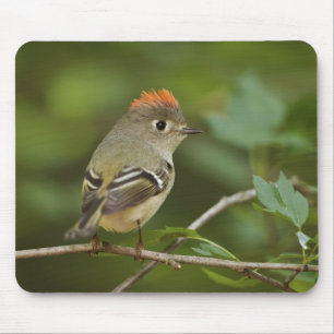 Mousepad Estrelinha-de-coroa-rubi-macho, Regulus calendula