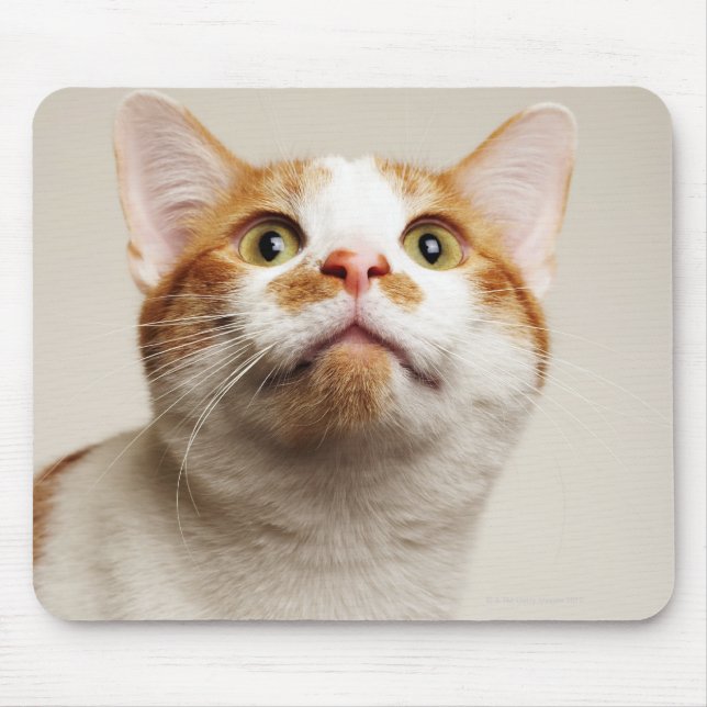 Mousepad Estúdio de gato olhando para cima (Frente)
