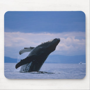 Mousepad EUA, Alasca, Floresta Nacional Tongass, Juba-corcu