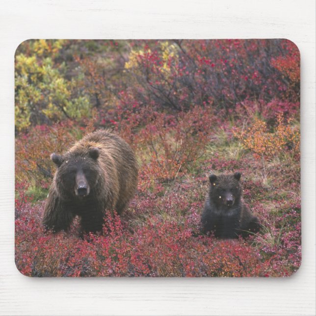 Mousepad EUA, Alasca, Parque Nacional Denali. Urso-grizzly (Frente)